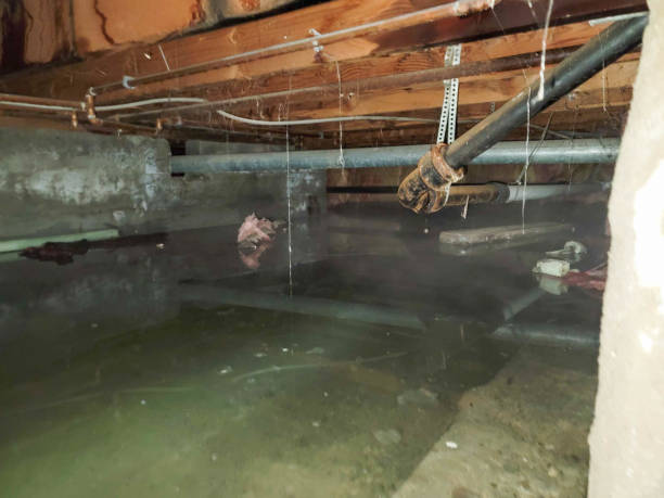 Best Local water damage restoration  in Escatawpa, MS